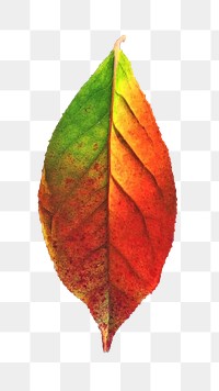 Autumn leaf png, transparent background