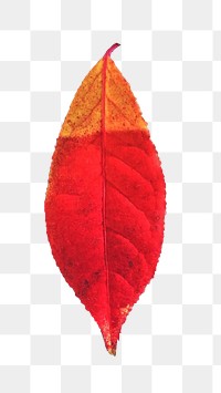 Autumn leaf png, transparent background