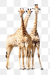 Giraffes png sticker, transparent background