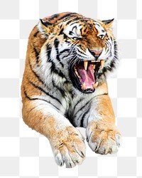 Roaring tiger animal png sticker, transparent background