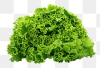 Fresh lettuce vegetable png sticker, transparent background