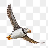 Atlantic puffin bird png, transparent background