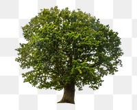 Lone tree png, transparent background