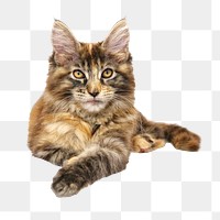 Maine coon cat png animal, transparent background