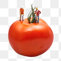 Tomato fruit png, transparent background