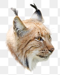 Lynx wild cat png animal, transparent background