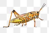 Yellow grasshopper png, transparent background