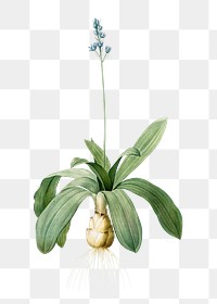 Vintage flower png illustration sticker, Scilla Lilio hyacinthus, transparent background. Remixed by rawpixel.