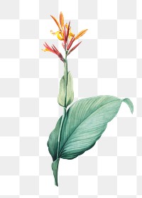Canna flower png illustration sticker, transparent background. Remixed by rawpixel.