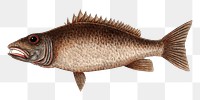 Mangrove Snapper  png fish sticker, vintage illustration transparent background. Remixed by rawpixel.