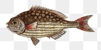  Rudderfish  png fish sticker, vintage illustration transparent background. Remixed by rawpixel.