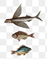 Fish png sticker, vintage illustration transparent background. Remixed by rawpixel.