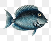 Tang fish png  sticker, vintage illustration transparent background. Remixed by rawpixel.