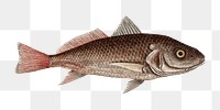 Croaker  png fish sticker, vintage illustration transparent background. Remixed by rawpixel.