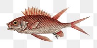 Squirrelfish  png fish sticker, vintage illustration transparent background. Remixed by rawpixel.