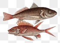 Croaker & Squirrelfish png fish sticker, vintage illustration transparent background. Remixed by rawpixel.