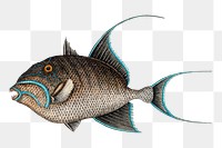 Old Wife Fish png  sticker, vintage illustration transparent background. Remixed by rawpixel.