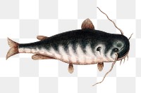 Catfish png fish sticker, vintage illustration transparent background. Remixed by rawpixel.