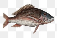 Mutton snapper png fish sticker, vintage illustration transparent background. Remixed by rawpixel.