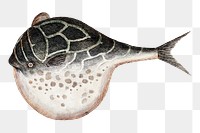 Globefish png fish sticker, vintage illustration transparent background. Remixed by rawpixel.