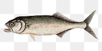 Skipjack  png fish sticker, vintage illustration transparent background. Remixed by rawpixel.