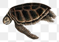 Green turtle png sticker, vintage illustration transparent background. Remixed by rawpixel.