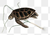 Green turtle png sticker, vintage illustration transparent background. Remixed by rawpixel.