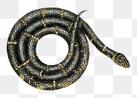 Eastern King Snake  png sticker, vintage animal illustration transparent background. Remixed by rawpixel.