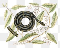 Eastern King Snake  png sticker, vintage animal illustration transparent background. Remixed by rawpixel.