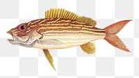 Lane-snapper  png fish sticker, vintage illustration transparent background. Remixed by rawpixel.