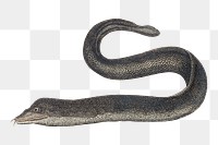 Black Moray png eel sticker, vintage illustration transparent background. Remixed by rawpixel.
