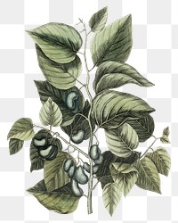 Vintage botanical png illustration sticker, transparent background. Remixed by rawpixel.