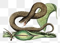 Brown Viper snake png sticker, vintage animal illustration transparent background. Remixed by rawpixel.