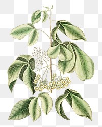 Vintage botanical png illustration sticker, transparent background. Remixed by rawpixel.