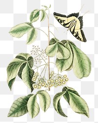 Swallowtail butterfly png sticker, vintage animal illustration transparent background. Remixed by rawpixel.