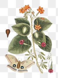 Great Moth  png sticker, vintage animal illustration transparent background. Remixed by rawpixel.