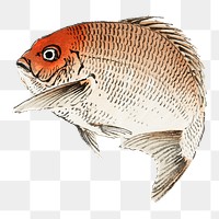 Red Seabream png fish sticker, vintage illustration transparent background. Remixed by rawpixel.