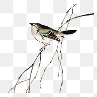 Tit bird png sticker, vintage animal illustration transparent background. Remixed by rawpixel.