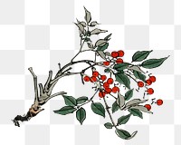 Firethorns flower  png illustration sticker, transparent background. Remixed by rawpixel.