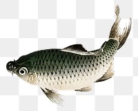 Carp png fish sticker, vintage illustration transparent background. Remixed by rawpixel.