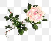 Vintage pink rose png illustration sticker, transparent background. Remixed by rawpixel.