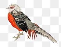 Japanese pheasant png sticker, vintage animal illustration transparent background. Remixed by rawpixel.