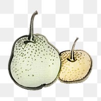 Png vintage Asian pears  sticker, transparent background. Remixed by rawpixel.