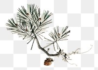 Vintage pine png  illustration sticker, transparent background. Remixed by rawpixel.