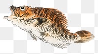 Muskellunge png fish sticker, vintage illustration transparent background. Remixed by rawpixel.