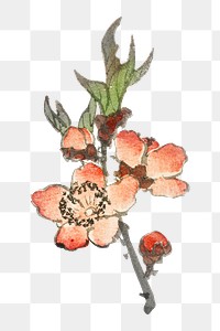 Vintage peach flower png illustration sticker, transparent background. Remixed by rawpixel.