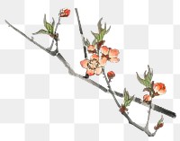 Vintage peach flower png illustration sticker, transparent background. Remixed by rawpixel.