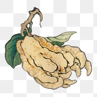 Vintage Etrog png sticker, transparent background. Remixed by rawpixel.