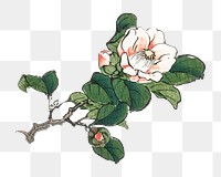 Vintage camelia png illustration sticker, transparent background. Remixed by rawpixel.