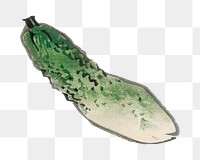 Vintage gourd png vegetable sticker, transparent background. Remixed by rawpixel.